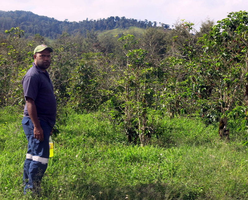 A local coffee inspector at a coffee farm in Papua New Guinea.